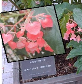 『沼ちゃんの のほほん お出かけメモリーズ』